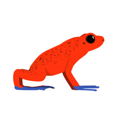 Oophaga Pumilio - Strawberry Poison-dart Frog