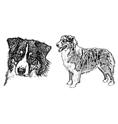 Australian Shepherd On White