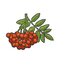 Rowanberry Plant Color Sketch