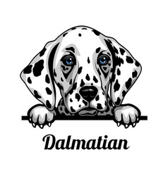 Dalmatian - Color Peeking Dogs - Breed Face Head