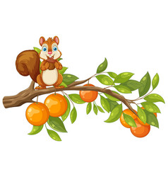 Squirrel Standing On Orange Tree Branch