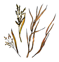 Autumn Sketch Herb Set Hand Drawn Grass