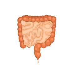 Large And Small Intestine