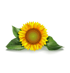 Sunflower With Green Leaves