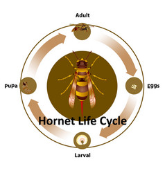 Bee Life Cycle Vector Images (52)