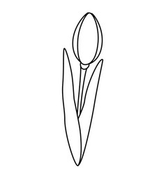 Outline Drawing Of Tulip Bud Design Elements