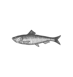 Atlantic Herring Fish Isolated Salted Smoked Icon