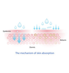 Infographic The Mechanism Of Nutrient Absorption