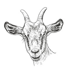 Goat Head Sketch Engraving Scratch Board Style