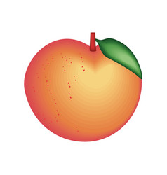 Realistic Fruit Peach