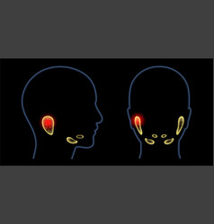 Salivary Gland Concept