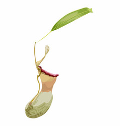 Nepenthes Genus Of Carnivorous Plants