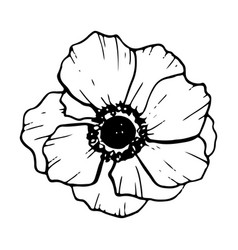 Anemone Flower Wildflower Poppy