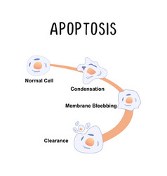 Apoptosis Programmed Cell Death The Natural