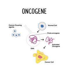 Oncogene A Mutated Gene That Can Promote The