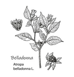 Botanical Belladonna Hand Drawn