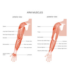 Muscular System Arms