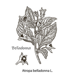 Botanical Belladonna Hand Drawn