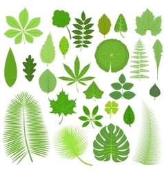 Collection Of Green Leaves Royalty Free Vector Image Collection Of Green Leaves Royalty Free Vector Image