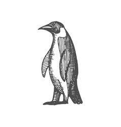 Gentoo Atlantic Emperor Or King Penguin Isolated