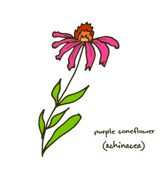 Echinacea Purple Coneflower