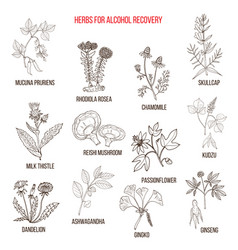 Best Herbs For Alcohol Addiction Recovery