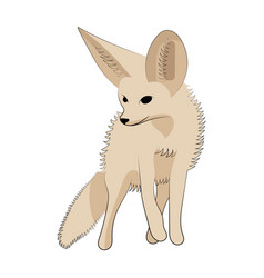 Fennec Fox Drawing