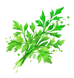 Watercolor Of Parsley