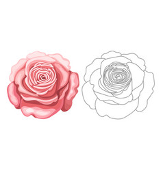 Rose Flower Coloring Book Page