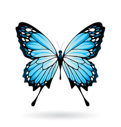 Blue And Black Butterfly