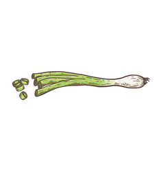 Green Spring Onion Chopped Chives Hand Drawn