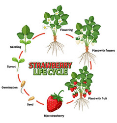 Life Cycle Of Strawberry Diagram