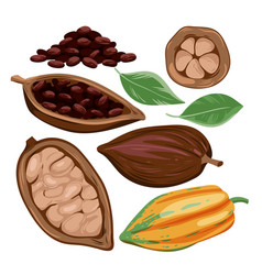 Cocoa Beans Set Isolated Harvest Of Fruit