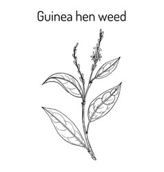 Guinea Hen Weed Petiveria Alliacea Medicinal