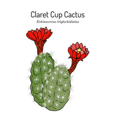 Claretcup Or Mojave Mound Cactus Echinocereus