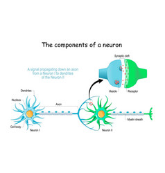 Neuron Anatomy Close-up Of A Chemical Synapse