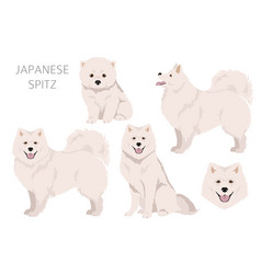 Japanese Spitz Clipart Different Poses Coat