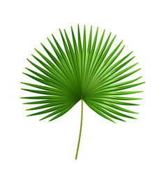 Palmetto Tropical Large Leaves Exotic Plants