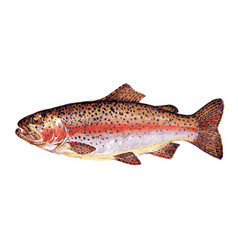 Rainbow Trout Watercolor Images