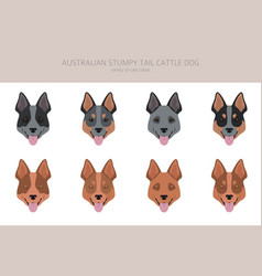 Australian Stumpy Tail Cattle Dog All Colours