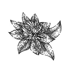 Vine Clematis Sketch Hand Drawn