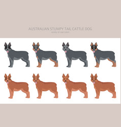 Australian Stumpy Tail Cattle Dog All Colours