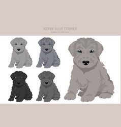 Kerry Blue Terrier Puppy Clipart Different Poses