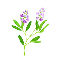 Lucerne or alfalfa plant having elongated leaves Vector Image