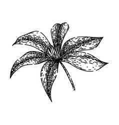 Flower Clematis Sketch Hand Drawn