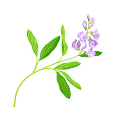 Medicago Sativa Or Alfalfa Plant Having Elongated