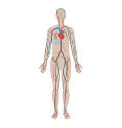 Circulatory System Flat Anatomy Diagram