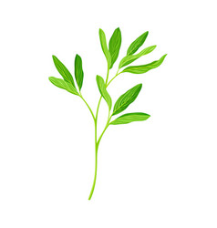 Green Branch Alfalfa Or Lucerne Healing Plant