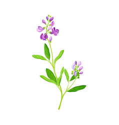 Medicago Sativa Or Alfalfa Plant Having Elongated