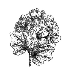 Pink Geranium Sketch Hand Drawn